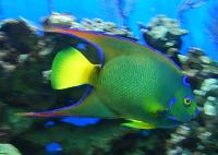 Green Fish�